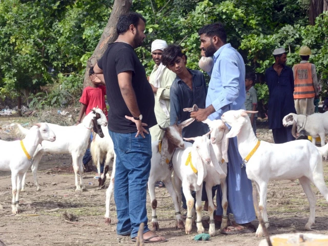 an illegal cattle market springs up on new ma jinnah road causing major traffic disruptions despite clear bans authorities appear slow to act as vendors crowd the busy thoroughfare ahead of eid photo jala qureshi express an illegal cattle market springs up on new ma jinnah road causing major traffic disruptions despite clear bans authorities appear slow to act as vendors crowd the busy thoroughfare ahead of eid photo jala qureshi express