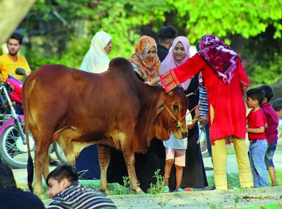 rawalpindi goes full bakra mode rawalpindi goes full bakra mode