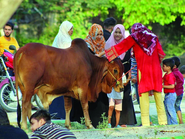 women and children gather around a bull destined for sacrifice as part of the eidul azha rituals on the greenbelt of sector g 6 islamabad photo raja zafar express women and children gather around a bull destined for sacrifice as part of the eidul azha rituals on the greenbelt of sector g 6 islamabad photo raja zafar express