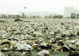 millions of oysters wash ashore at clifton beach millions of oysters wash ashore at clifton beach