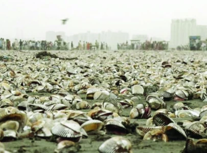 millions of oysters wash ashore at clifton beach millions of oysters wash ashore at clifton beach