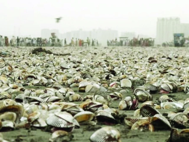 millions of oysters wash ashore at clifton beach in a rare and surreal natural event drawing crowds of curious residents and beachgoers eager to witness the stunning scene photo express millions of oysters wash ashore at clifton beach in a rare and surreal natural event drawing crowds of curious residents and beachgoers eager to witness the stunning scene photo express