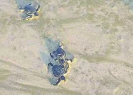 turtle conservation faces uphill battle turtle conservation faces uphill battle