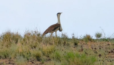 great indian bustard population shows recovery in cholistan