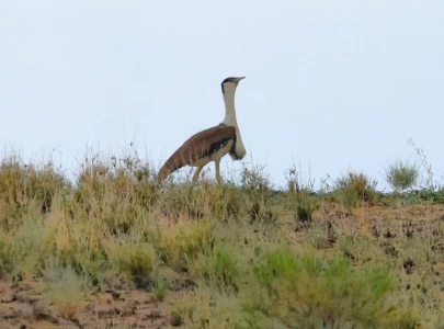 great indian bustard population shows recovery in cholistan great indian bustard population shows recovery in cholistan