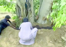 150 year old banyan tree at qasr e naz restored 150 year old banyan tree at qasr e naz restored