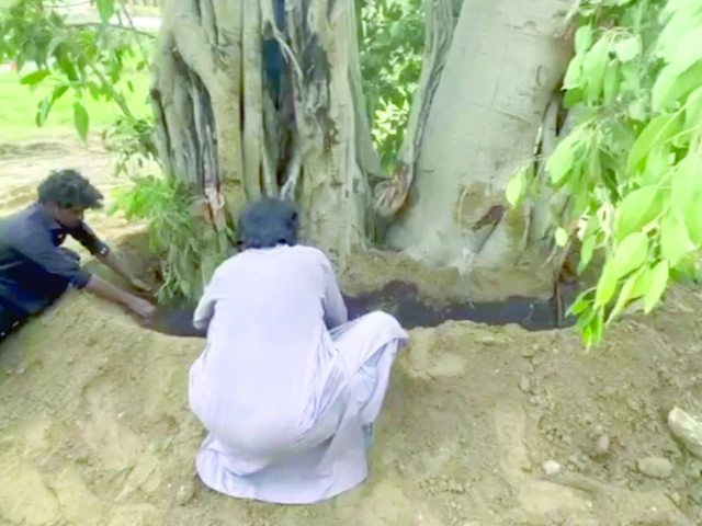 horticulture experts replant the 150 year old banyan tree which had fallen during a recent storm at qasre naz photo express horticulture experts replant the 150 year old banyan tree which had fallen during a recent storm at qasre naz photo express