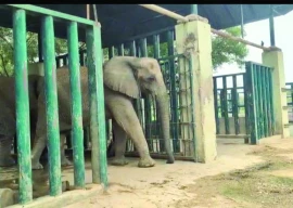 safari park elephants on road to tb recovery safari park elephants on road to tb recovery
