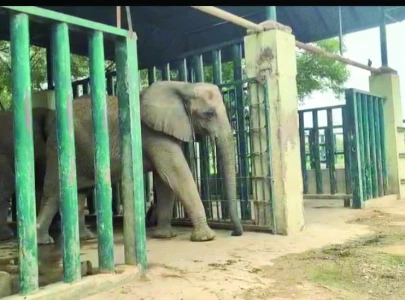 safari park elephants on road to tb recovery safari park elephants on road to tb recovery