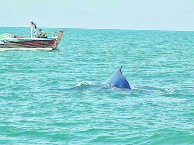 a photo shared by wwf pakistan shows a whale swimming past a fishing boat off the pakistani coast photo express a photo shared by wwf pakistan shows a whale swimming past a fishing boat off the pakistani coast photo express