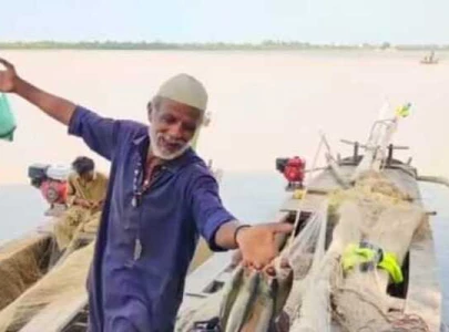 palla fish returns to our plates after floods wash parched indus delta in nature s surprise repair palla fish returns to our plates after floods wash parched indus delta in nature s surprise repair