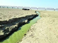 downstream of the kotri barrage the indus river has turned toxic from continuous discharge of untreated wastewater following the summer floods only sewage flows through the river s once mighty now dusty bed photo express