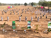 punjab surpasses 2025 monsoon plantation target despite record flooding