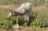 baby addax arabian oryx born at lahore safari park