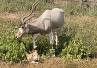 baby addax arabian oryx born at lahore safari park