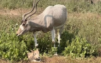 baby addax arabian oryx born at lahore safari park baby addax arabian oryx born at lahore safari park