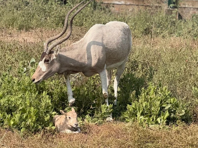 baby addax arabian oryx born at lahore safari park