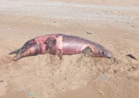 spinner dolphins and humpback dolphins found dead along the coastal town of pasni in balochistan