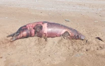 spinner humpback dolphins found dead along balochistan coast