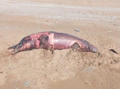 spinner humpback dolphins found dead along balochistan coast