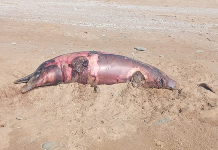spinner dolphins and humpback dolphins found dead along the coastal town of pasni in balochistan