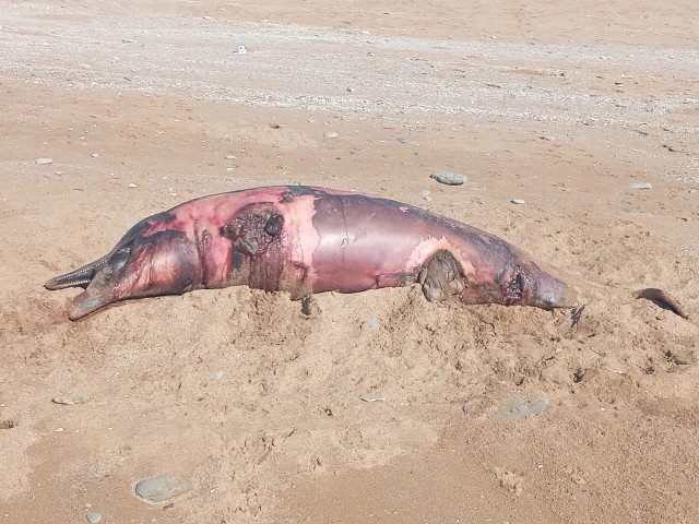 spinner dolphins and humpback dolphins found dead along the coastal town of pasni in balochistan spinner dolphins and humpback dolphins found dead along the coastal town of pasni in balochistan