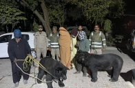 four arrested as wildlife operations intensify across punjab