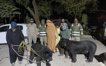 four arrested as wildlife operations intensify across punjab