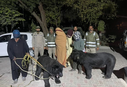 four arrested as wildlife operations intensify across punjab four arrested as wildlife operations intensify across punjab