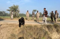 punjab wildlife rangers recover three black bears in one week