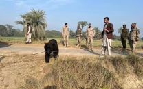 punjab wildlife rangers recover three black bears in one week