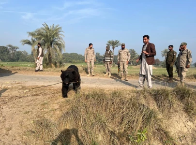 punjab wildlife rangers recover three black bears in one week