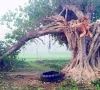 century old banyan tree axed for timber century old banyan tree axed for timber