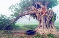 banyan trees traditionally symbolise longevity and stability photo express