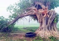 banyan trees traditionally symbolise longevity and stability photo express