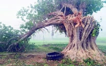 century old banyan tree axed for timber