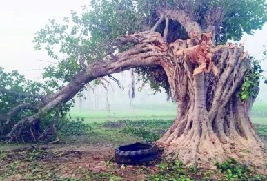 banyan trees traditionally symbolise longevity and stability photo express