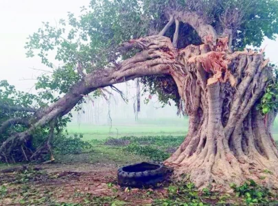 century old banyan tree axed for timber century old banyan tree axed for timber