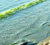gwadar coast glows green as noctiluca bloom paints the sea photo express