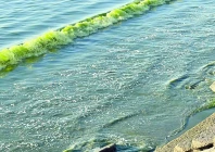 gwadar coast glows green as noctiluca bloom paints the sea photo express