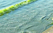 gwadar coast shimmers green