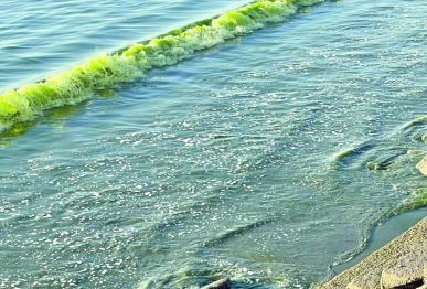 gwadar coast glows green as noctiluca bloom paints the sea photo express