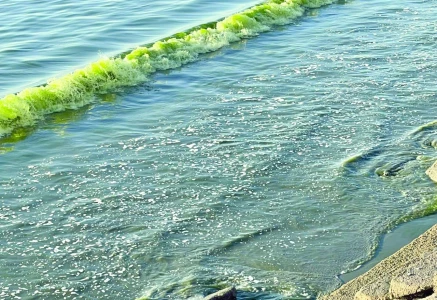 gwadar coast glows green as noctiluca bloom paints the sea photo express gwadar coast glows green as noctiluca bloom paints the sea photo express