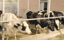 bajaur dairy farm sets new standard
