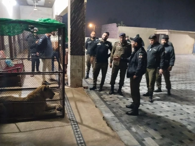 Punjab reviews big-cat ownership rules after pet lion attack in Lahore