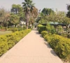 spring bloom transforms liaquat bagh