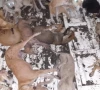 dogs rounded up in a truck during an operation in lahore screengrab