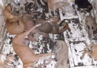 dogs rounded up in a truck during an operation in lahore screengrab