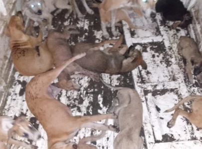 dog culling campaign sparks outrage in lahore over brutal methods dog culling campaign sparks outrage in lahore over brutal methods