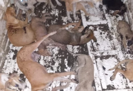 dogs rounded up in a truck during an operation in lahore screengrab